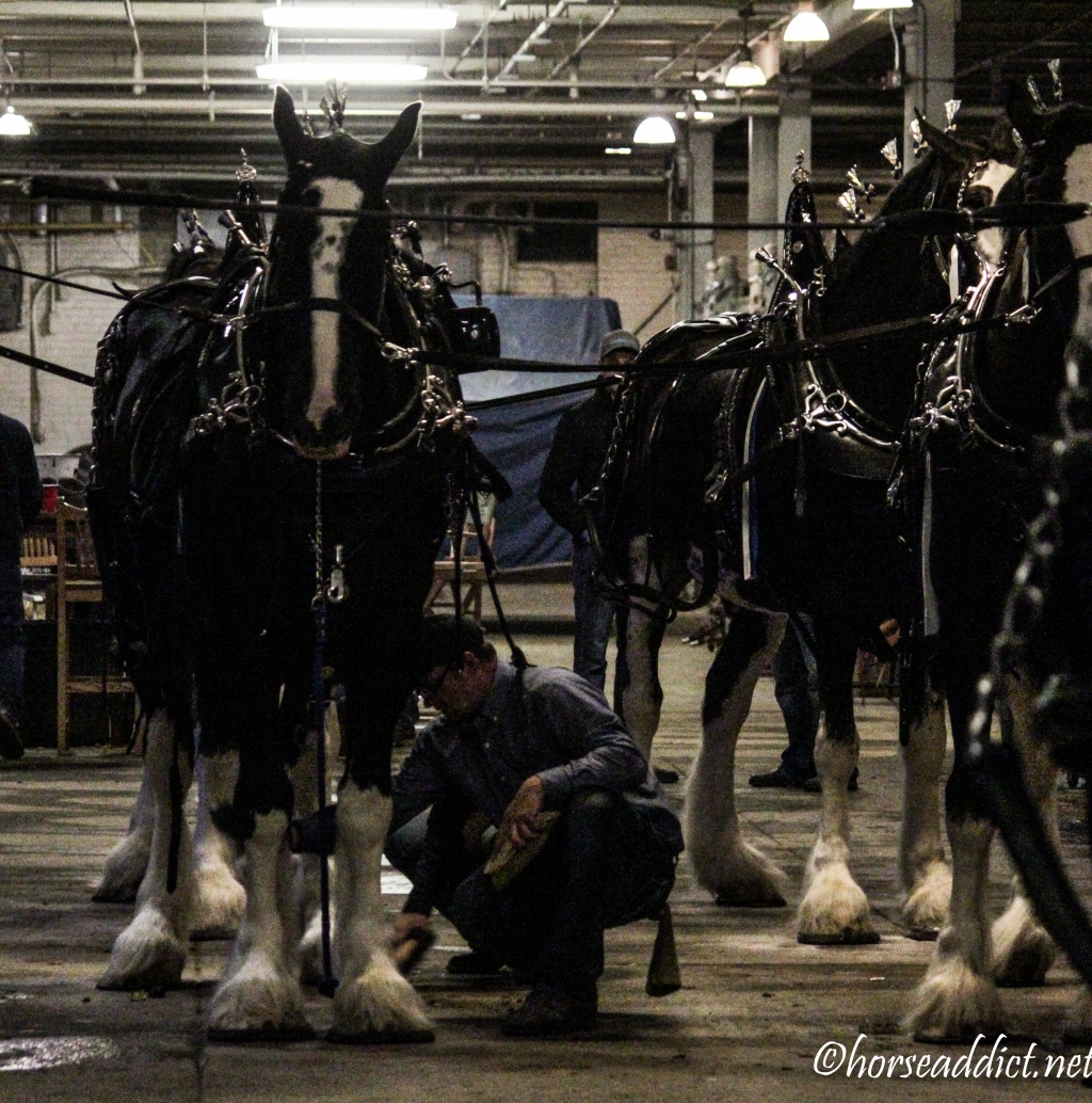 Clydesdale Six Horse Hitch-The Preparation