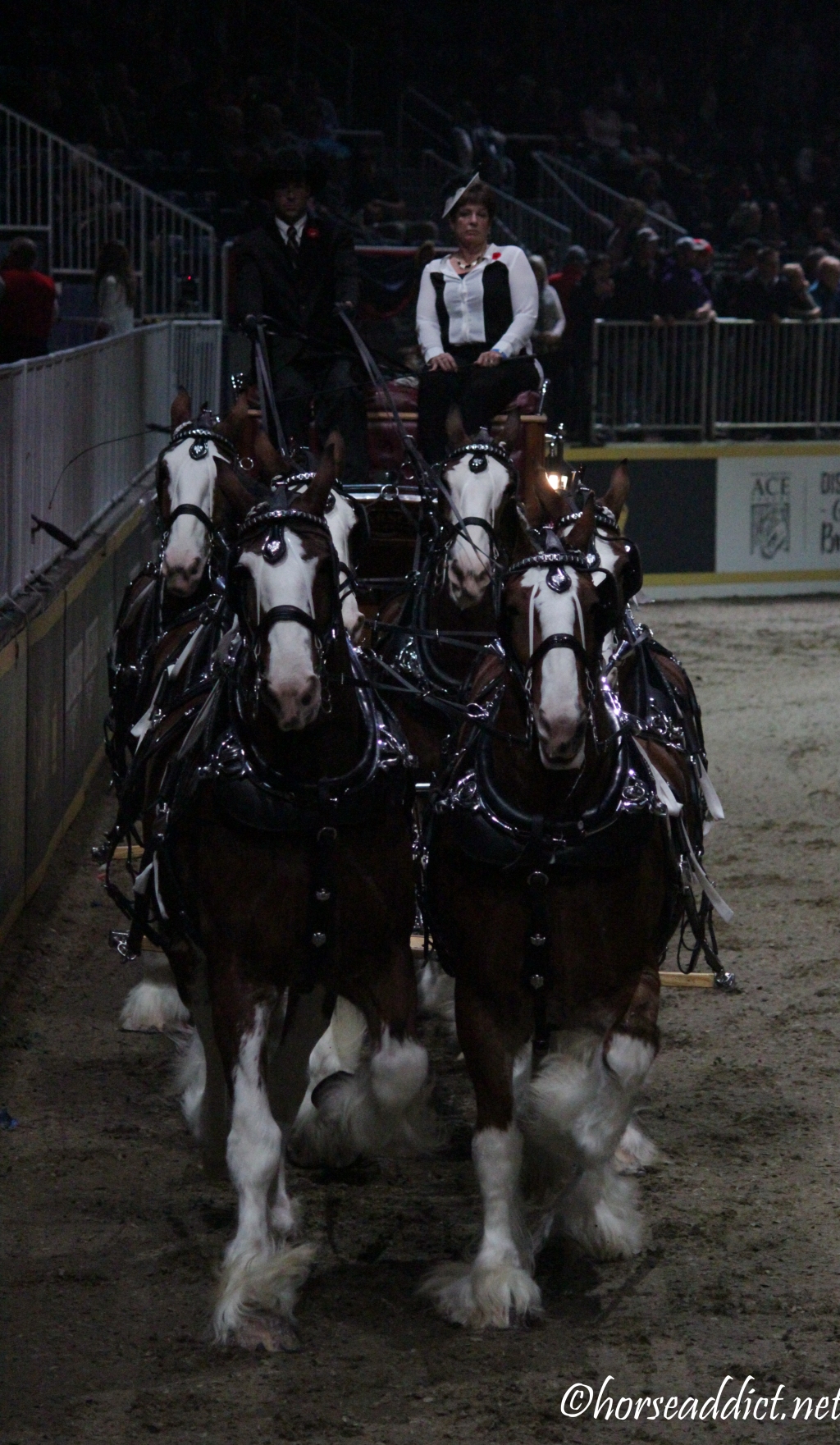 Into the Stadium: The Clydesdale Six Horse Hitch