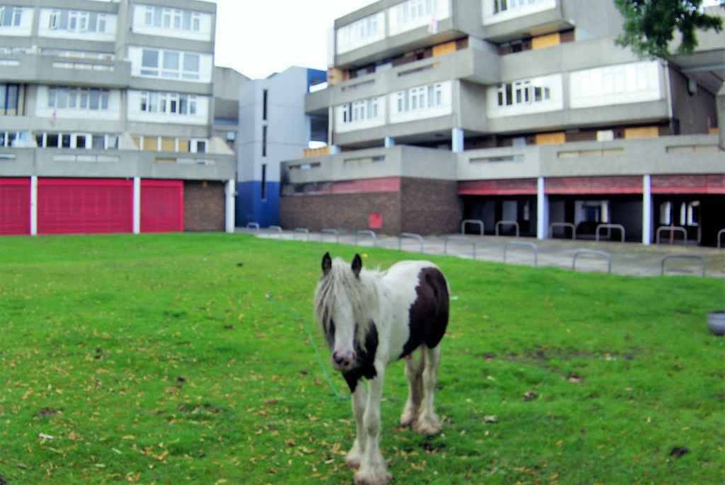 Monday Minstrel–The Urban Gypsy Horse