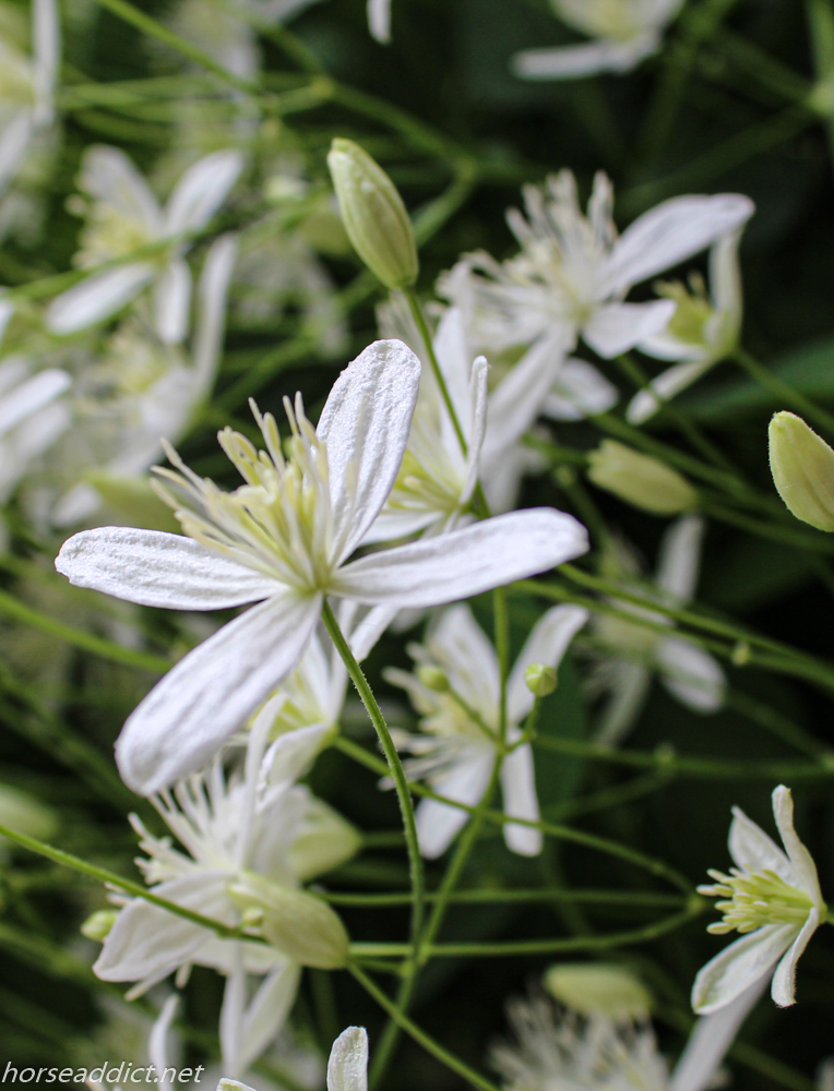 F.O.T.D. White Clematis