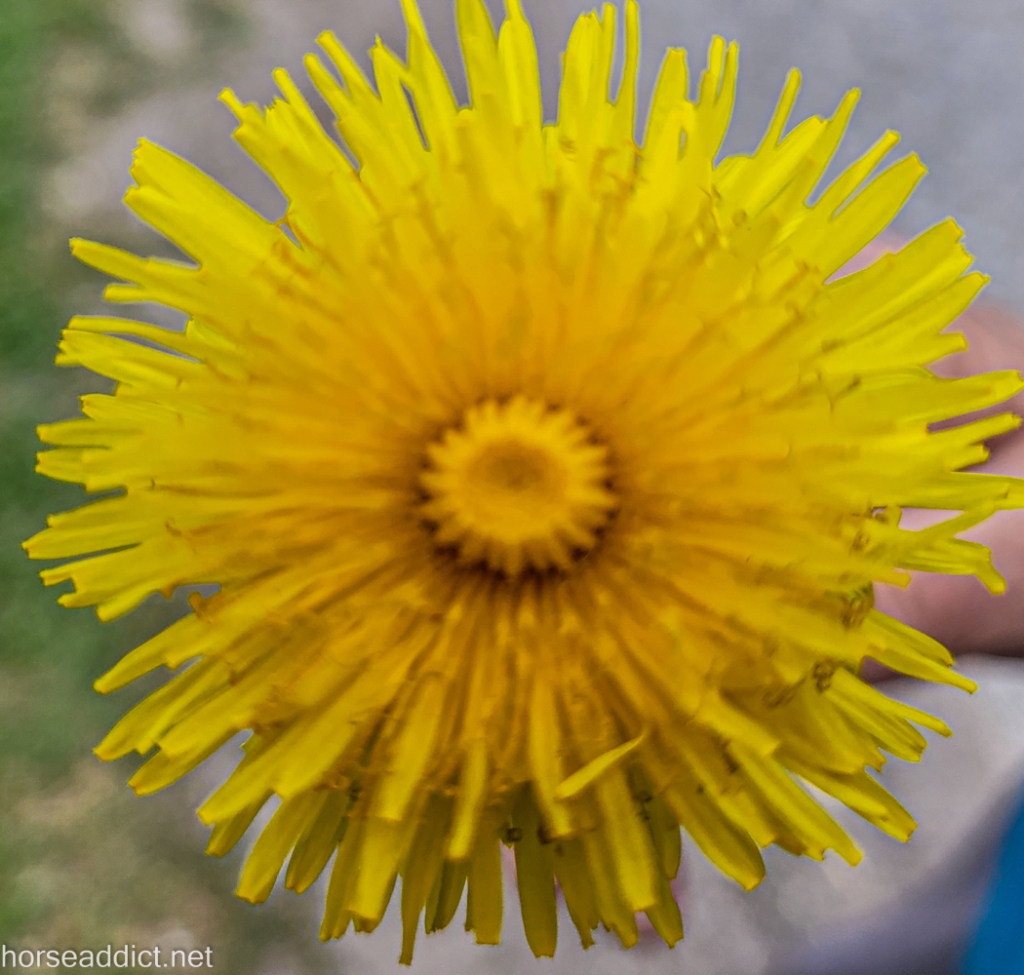 Close up photo of a dandelion.