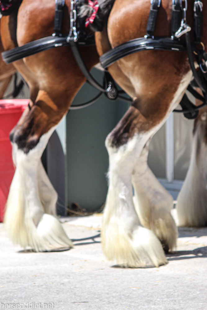 Hind ends of two Clydesdale horses.
