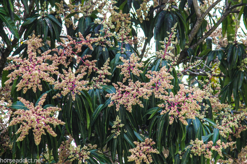 Blossoms or seed pods of a tree in South Florida. 